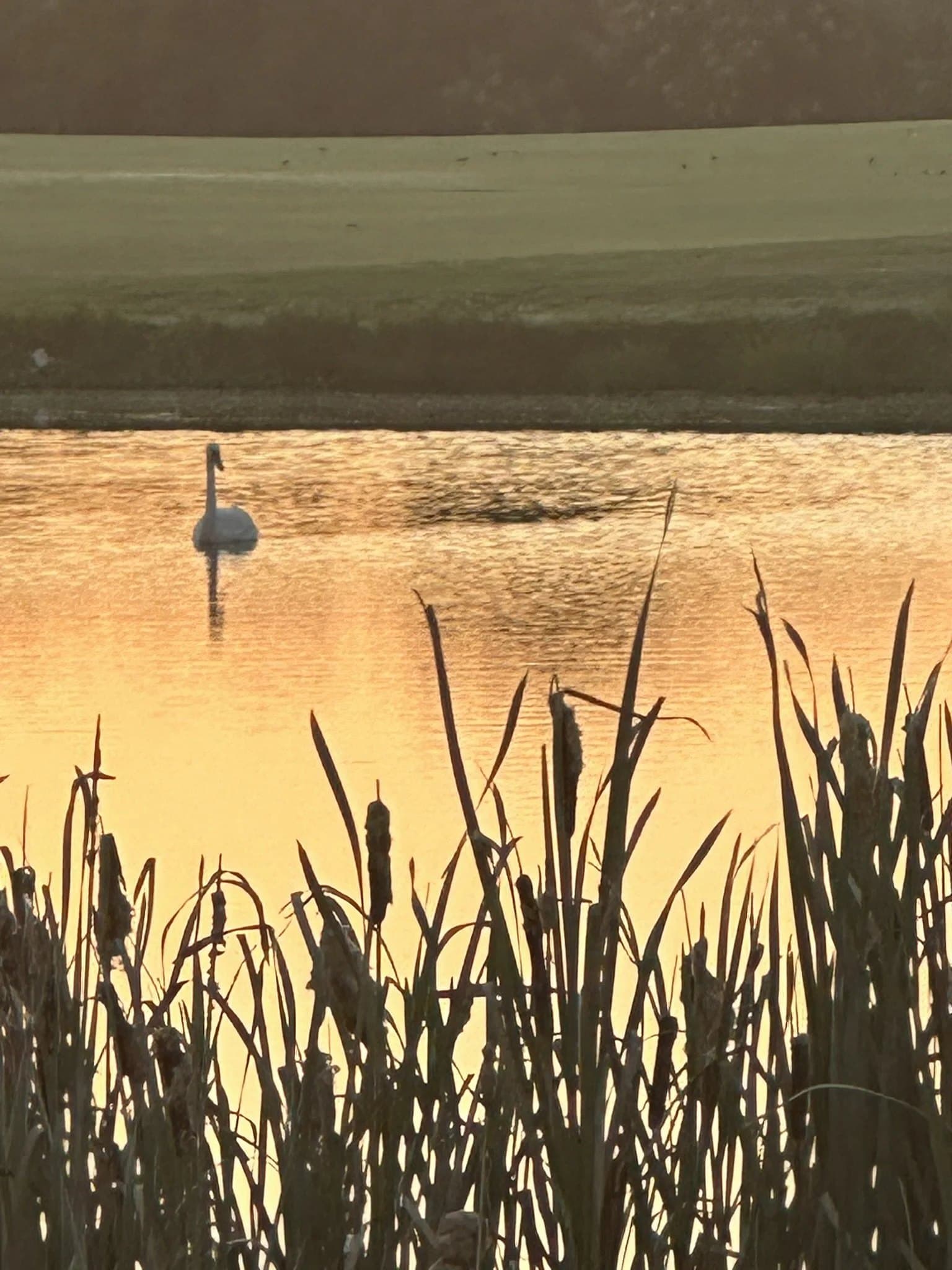 A swan on a pond at dawn beside the course